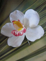 white orchid hair clip